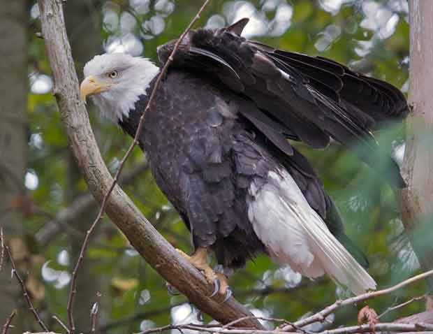 Seattle Zoo Eagle