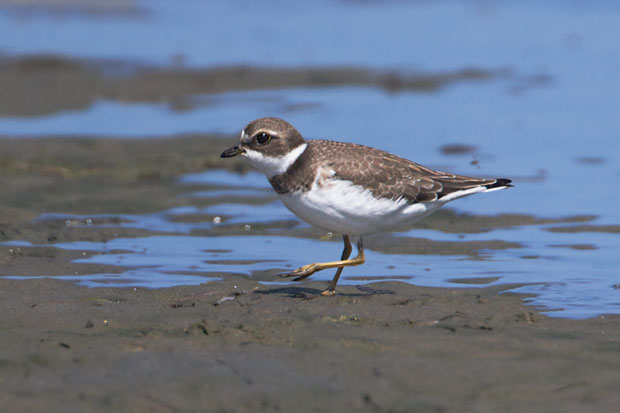 Semi-Palmatted Plover