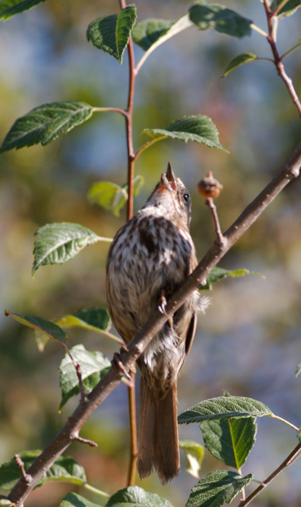 Song  Sparrow