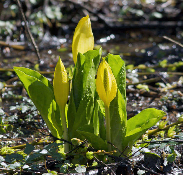 Skunk Cabbage Blossoms
