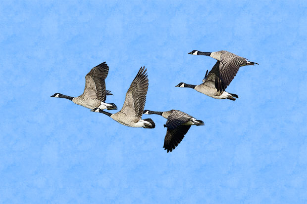 Canada Geese flying 