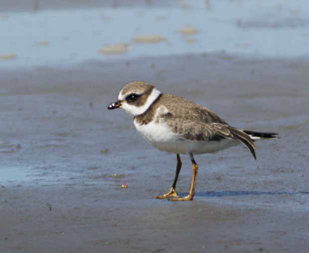 SemiPalmated Plover