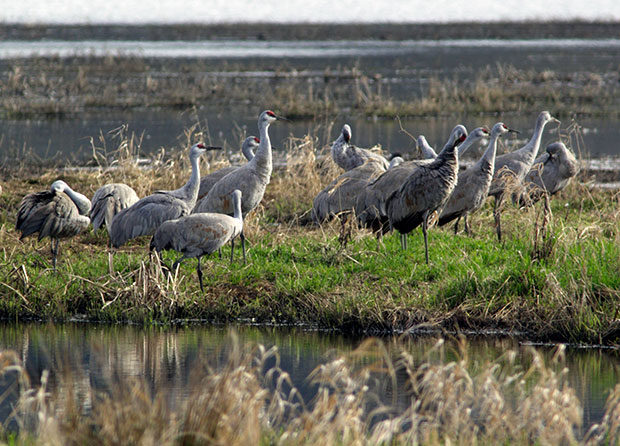  Sand Hill Cranes browsing