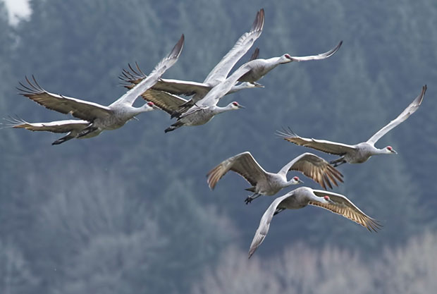  Sand Hill Cranes in flight 