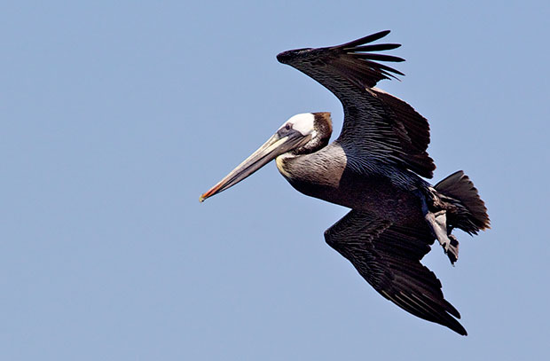 Brown Pelican in Flight 
