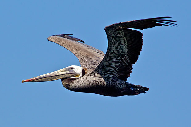 Brown Pelican in Flight 