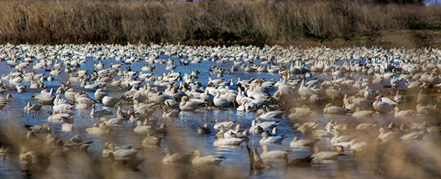 Snow Geese at Rest