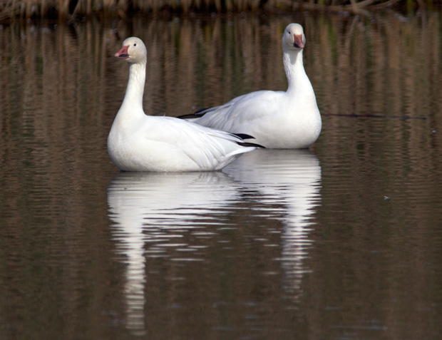 Snow Goose pair 
