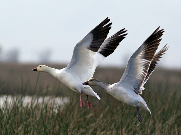 pair of Snow Geese taking off 