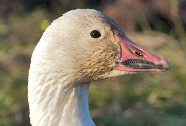 Snow Goose Beak