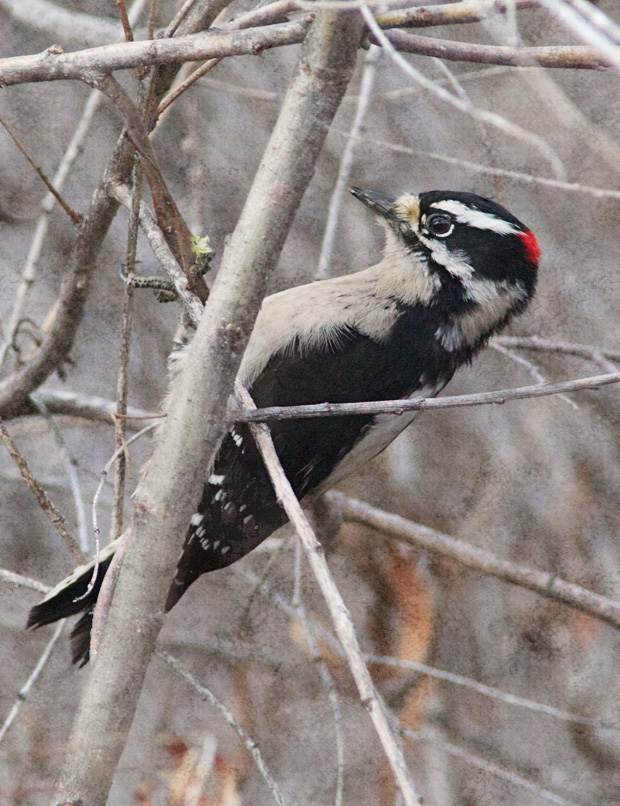 Snowy Woodpecker 