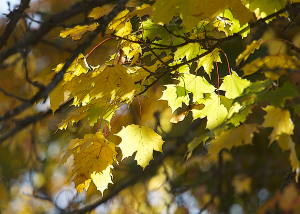 Fall Leaves in Sunlight 
