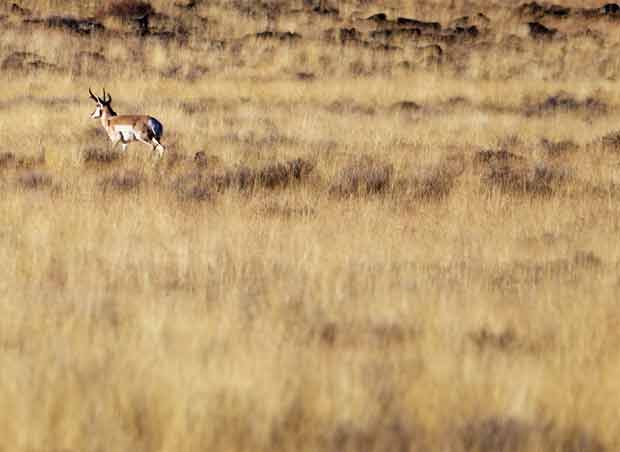 Pronghorn Antelope 
