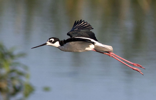 Black-necked Stilt in Flight