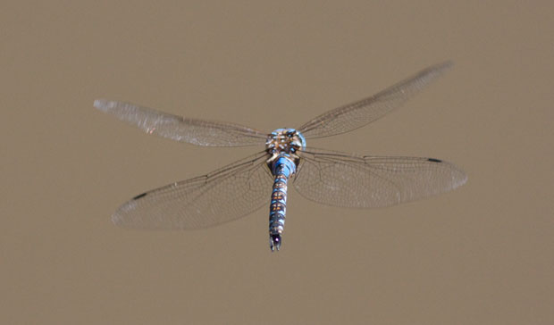 Dragonfly Mid-Air
