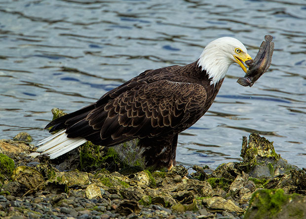 Eagle with sculpin 
