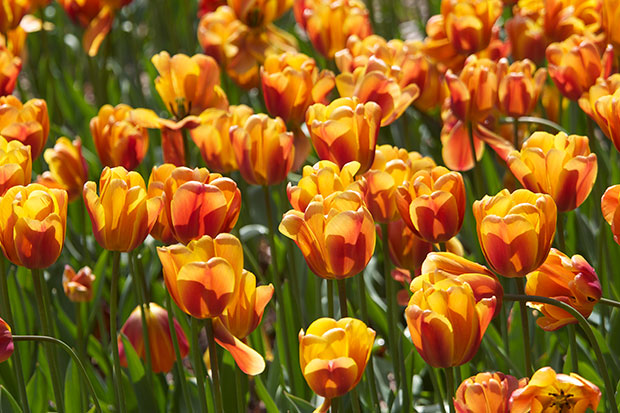 Hybrid Tulips 