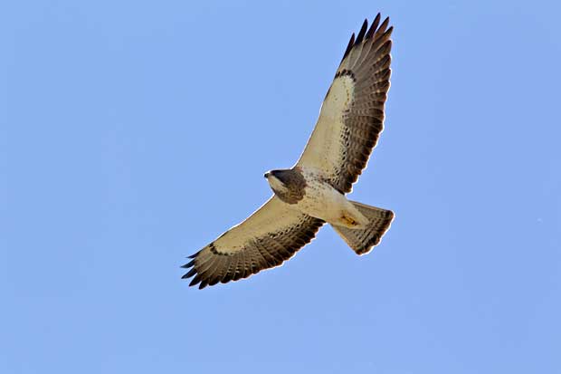 Swainson Hawk in flight