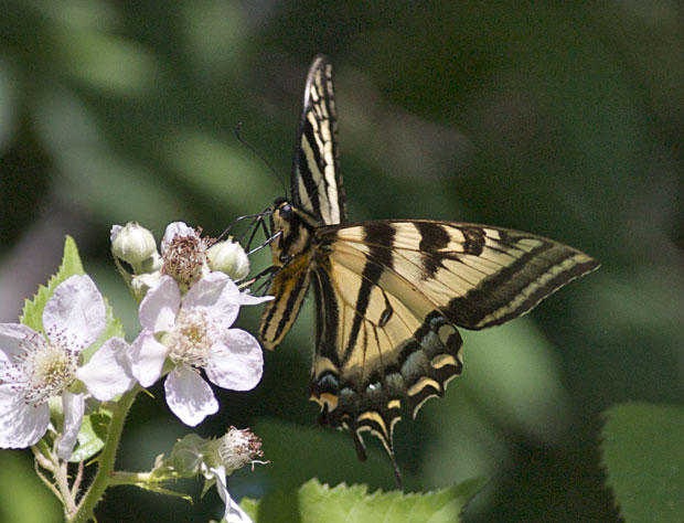 Tiger Swallowtail on Blackberry blossom