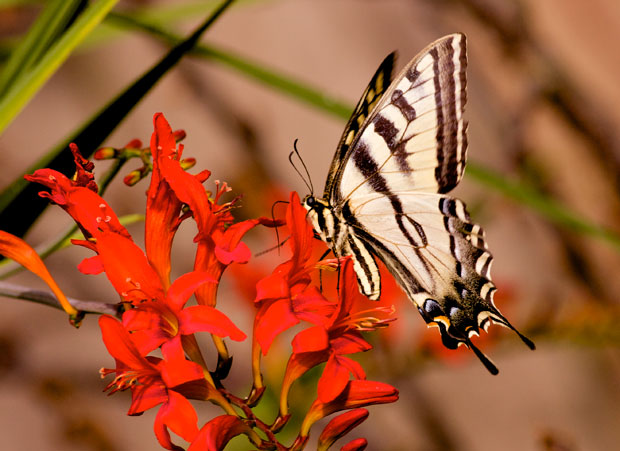 Tiger Swallowtail on crocosmia