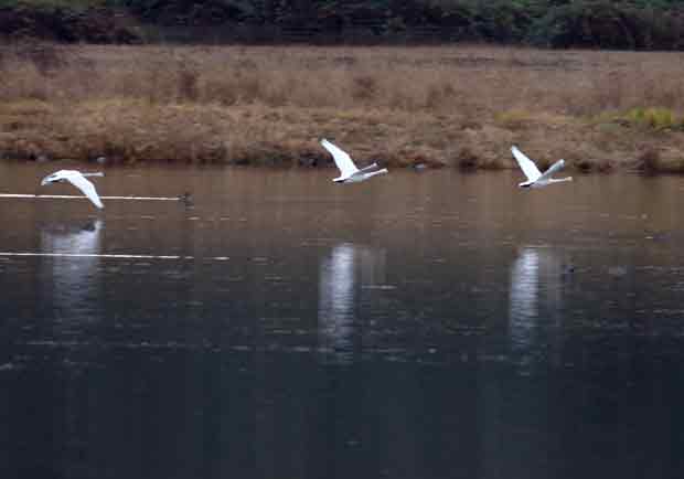 Tundra swans taking off