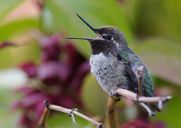 Singing Hummingbird
