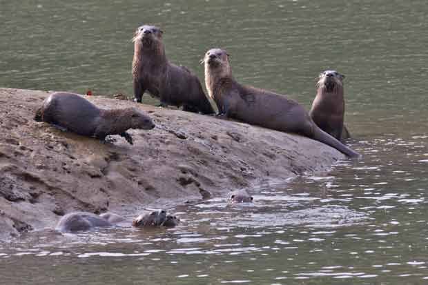 Larger Otters