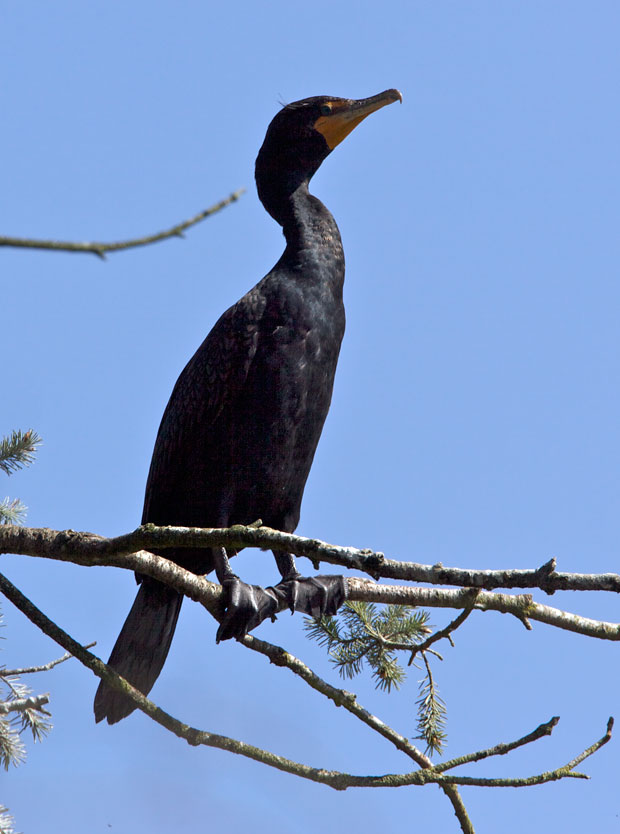 Cormorant in Tree