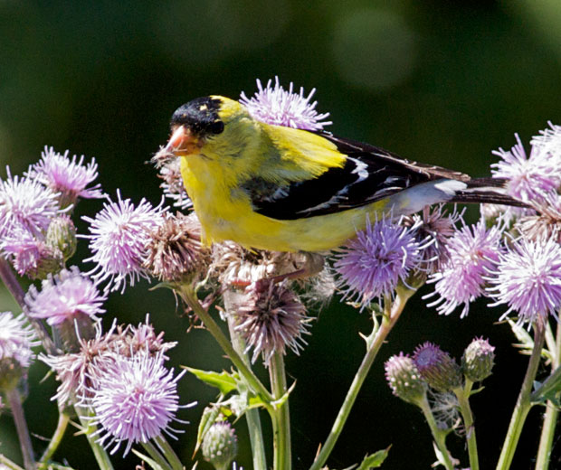 American Goldfinch eating thistle