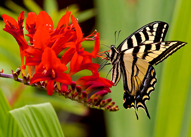 Tiger Swallowtail Butterfly 