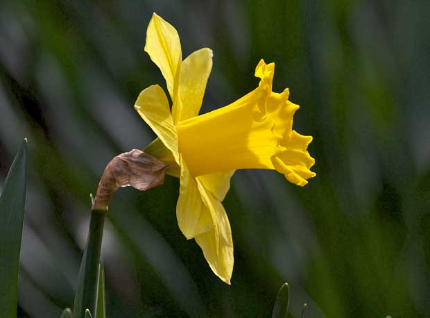 first Daffodil