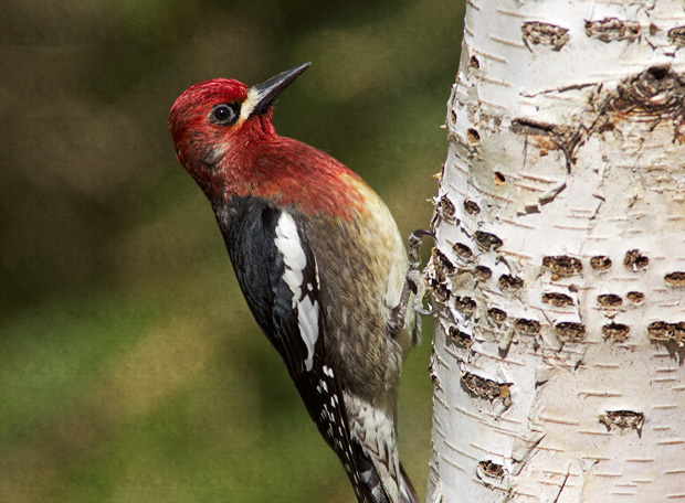 Red=Breasted Sapsucker