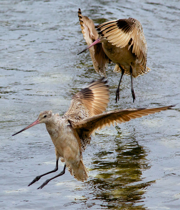 Marbled Godwits 