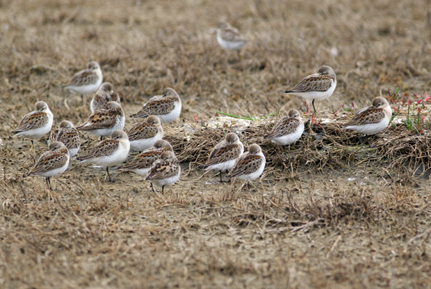sandpipers resting