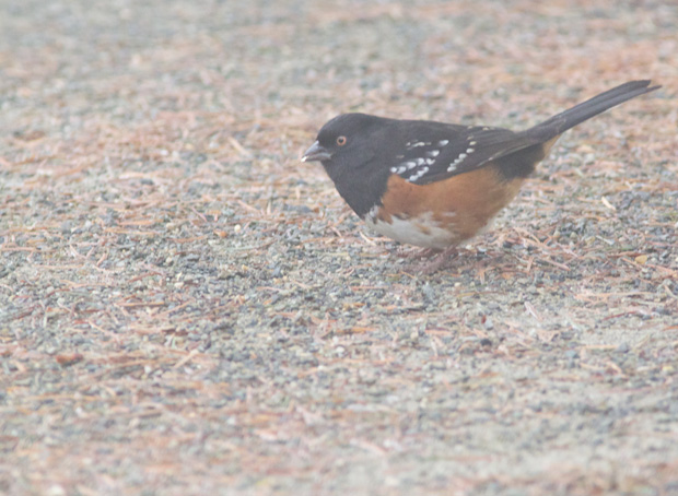 Spotted Towhee 