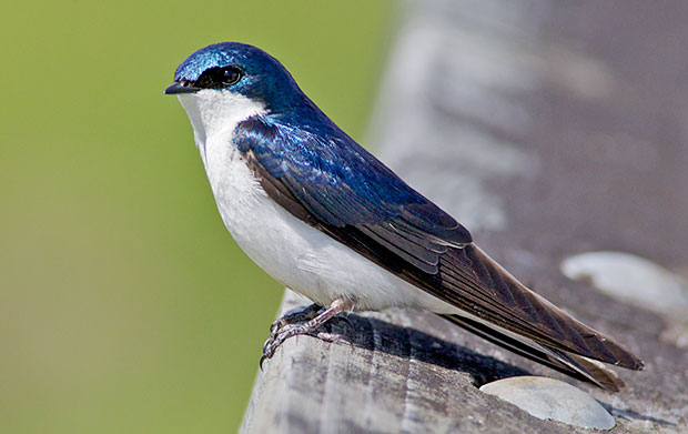 male Tree Swallow 