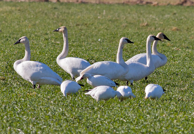 Trumpeter Swans And Snow Geese