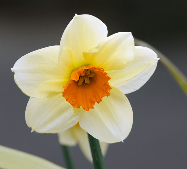 White and Orange Narcissus