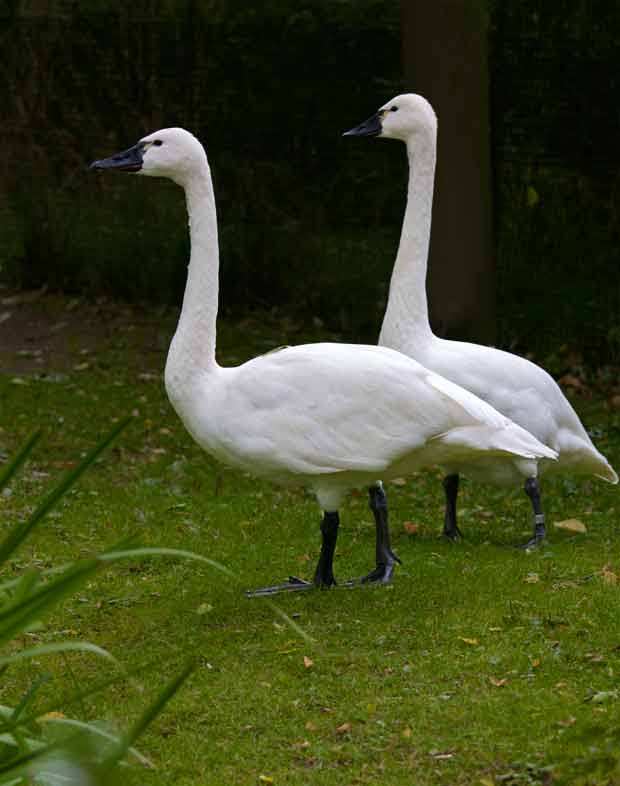 Tundra Swans in Seattle Zoo