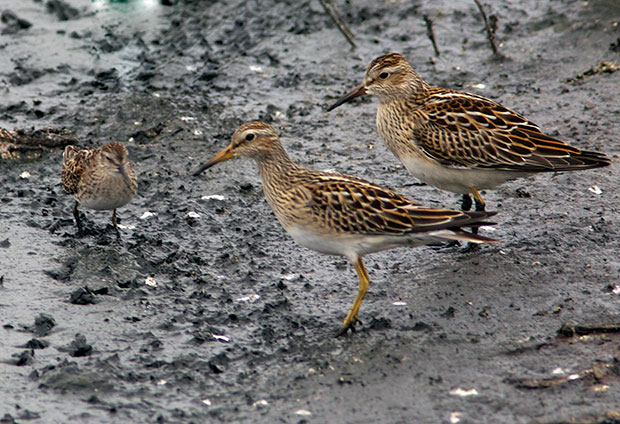 sandpipers 