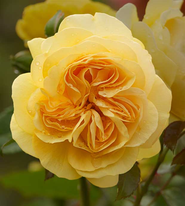 Yellow Rose Unfolding