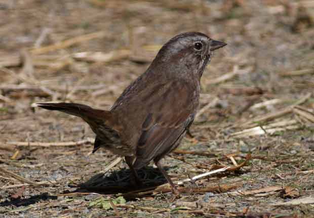 Unusual Song Sparrow