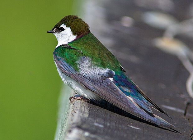 Violet-Green Swallow 