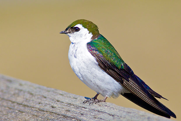 Violet-Green Swallow 