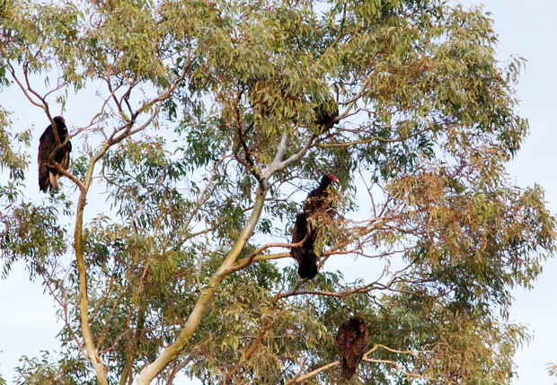 Vultures in Tree 