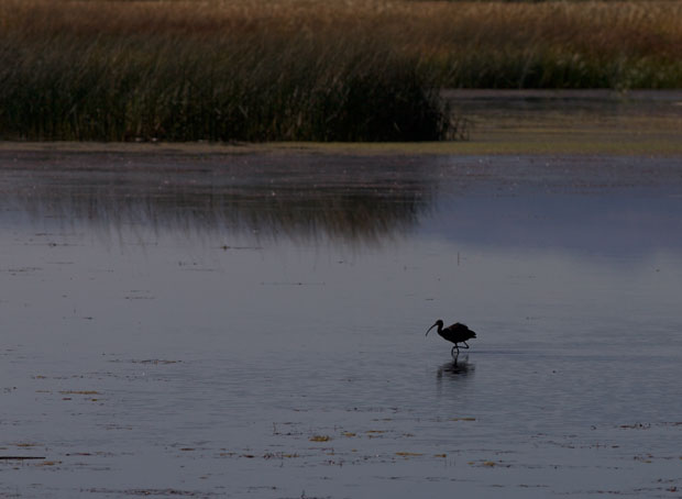 White-Faced Ibis in the Distance