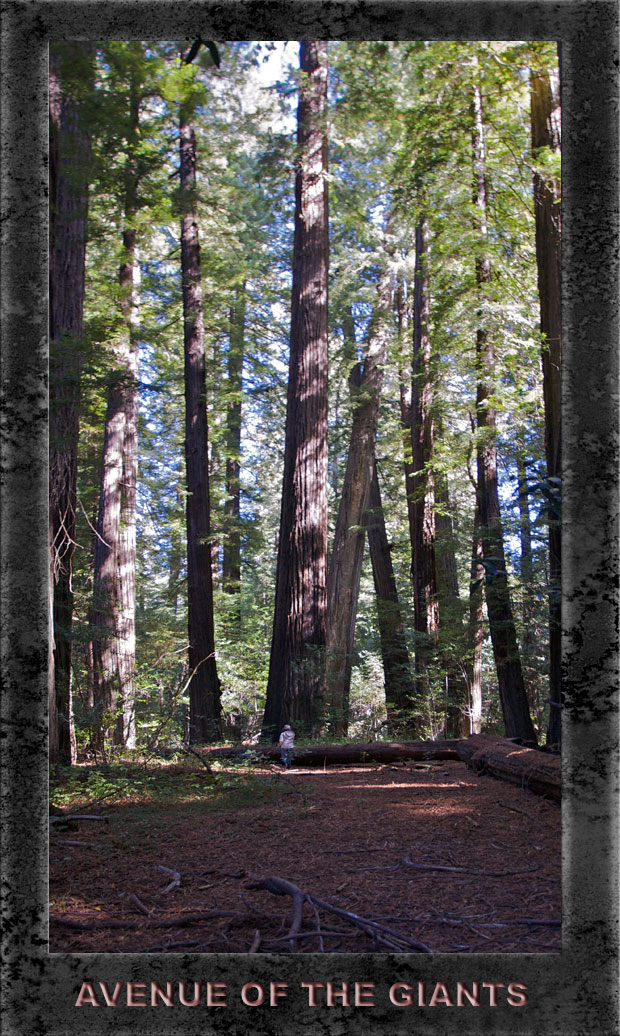 Walking In Redwoods