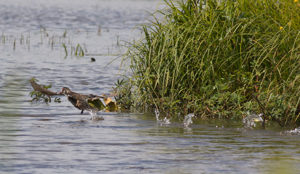 Wood Duck Running on Pond