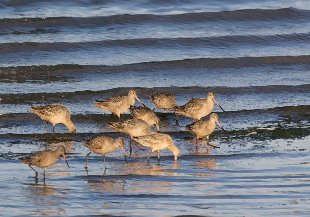 Godwits with Waves