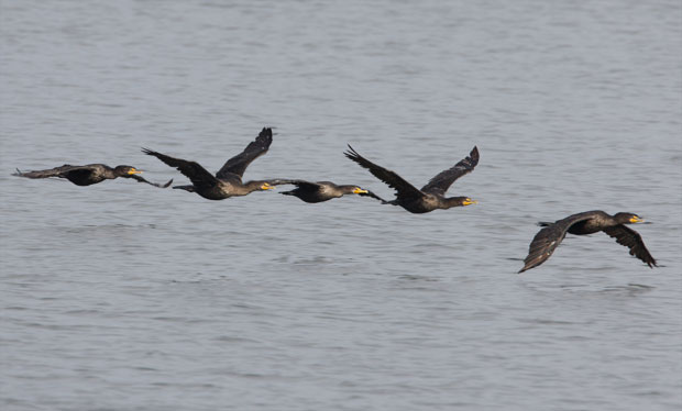 Flock of Cormorants Flying Low Over the Water